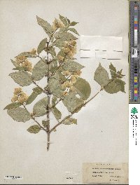 Philadelphus caucasicus image