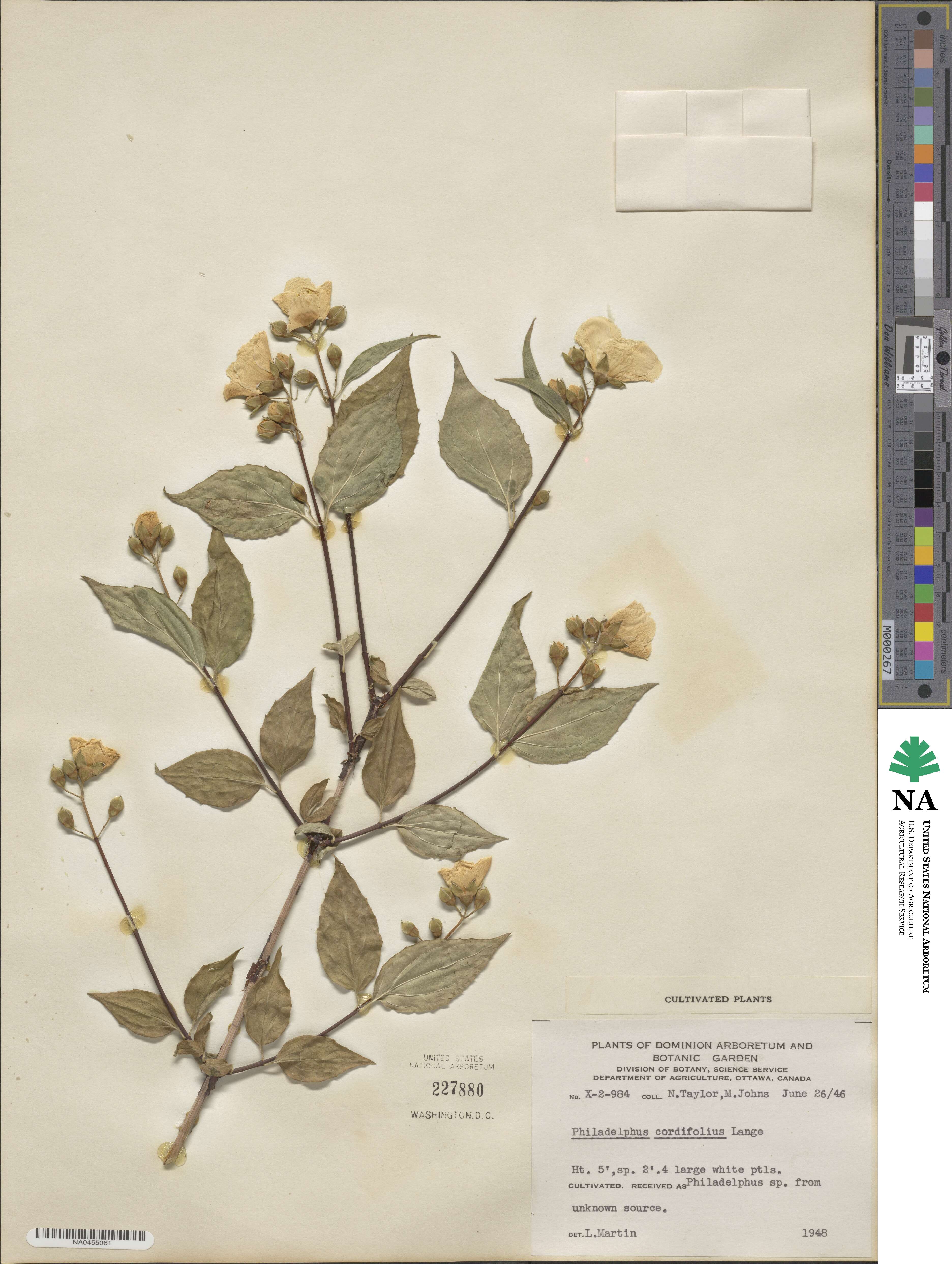 Philadelphus cordifolius image