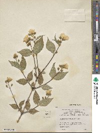 Philadelphus cordifolius image