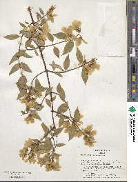 Philadelphus coronarius image