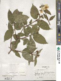 Philadelphus coronarius image