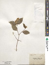 Philadelphus coronarius image