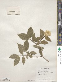 Philadelphus coronarius image