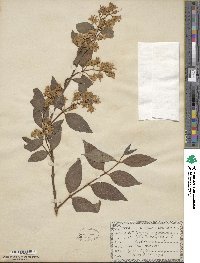 Philadelphus coronarius image