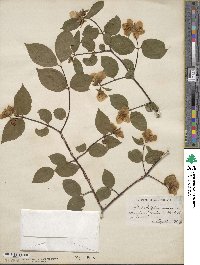 Philadelphus coronarius image