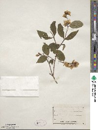 Philadelphus coronarius image