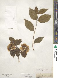 Philadelphus coronarius image