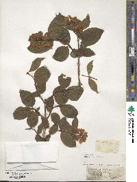 Philadelphus coronarius image