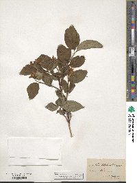 Philadelphus coronarius image