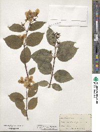 Philadelphus coronarius image