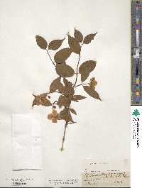 Philadelphus coronarius image