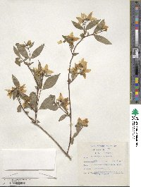 Philadelphus coronarius image