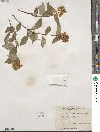 Philadelphus coronarius image