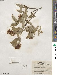 Philadelphus coronarius image