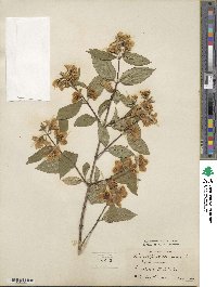 Philadelphus coronarius image