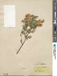 Philadelphus coronarius image