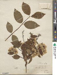 Philadelphus coronarius image