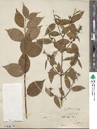 Philadelphus coronarius image