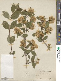 Philadelphus coronarius image