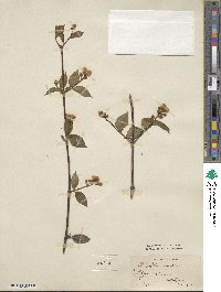 Philadelphus coronarius image