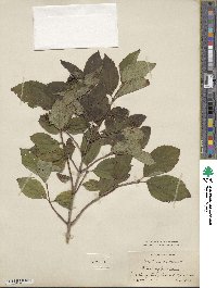 Philadelphus coronarius image