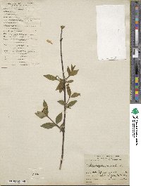 Philadelphus coronarius image