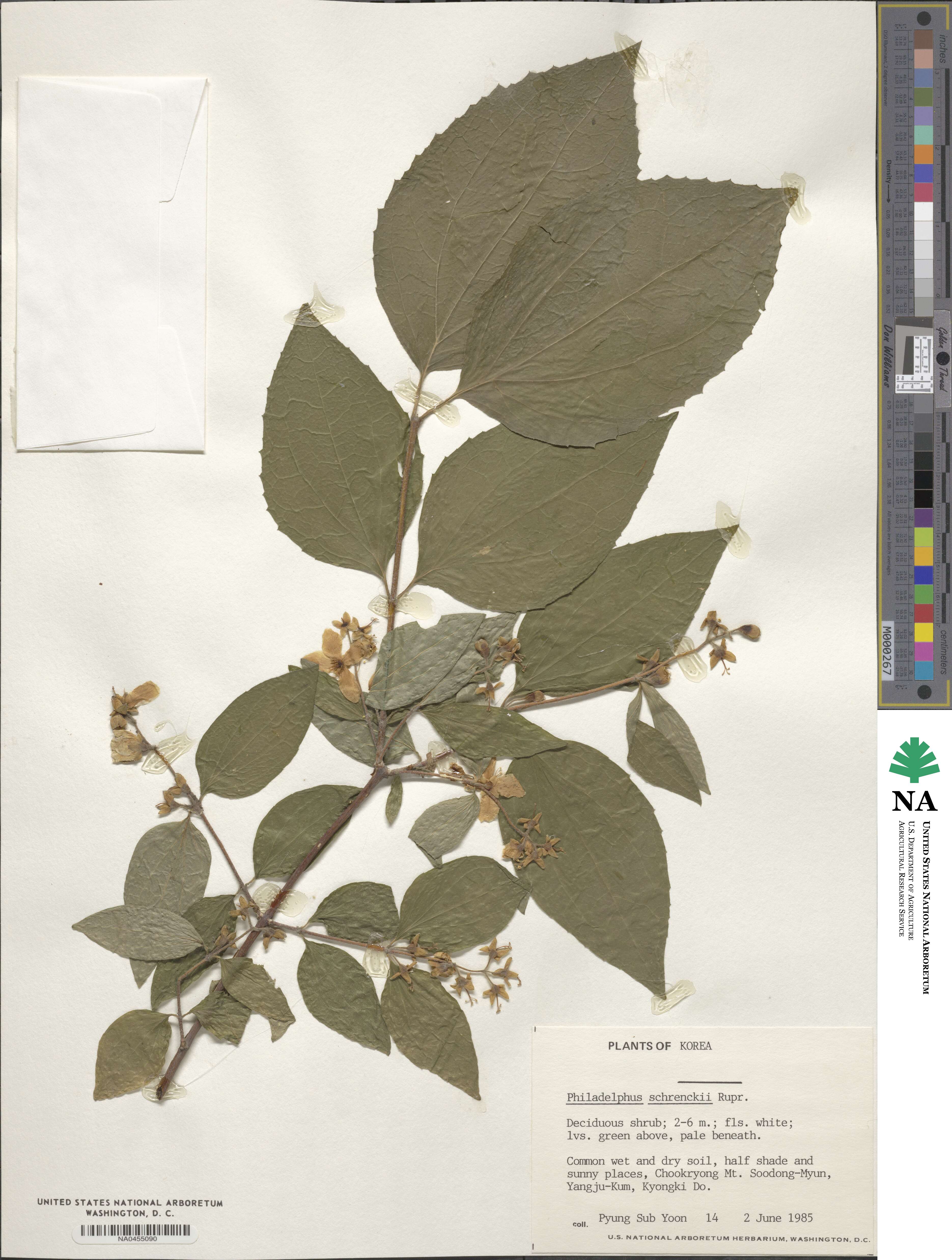 Philadelphus schrenkii image