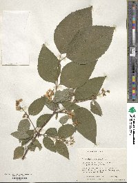 Philadelphus schrenkii image