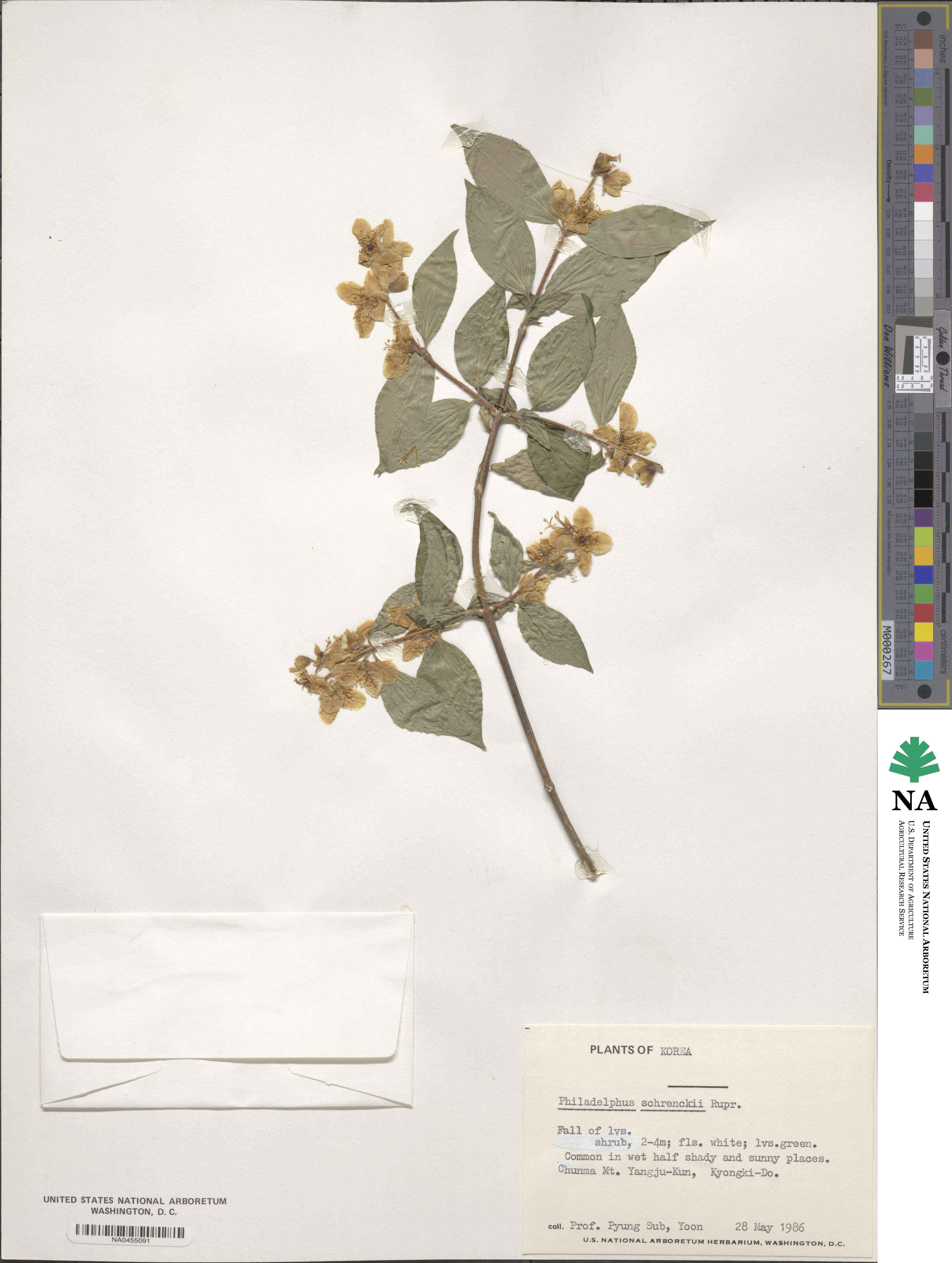 Philadelphus schrenkii image