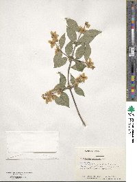 Philadelphus schrenkii image