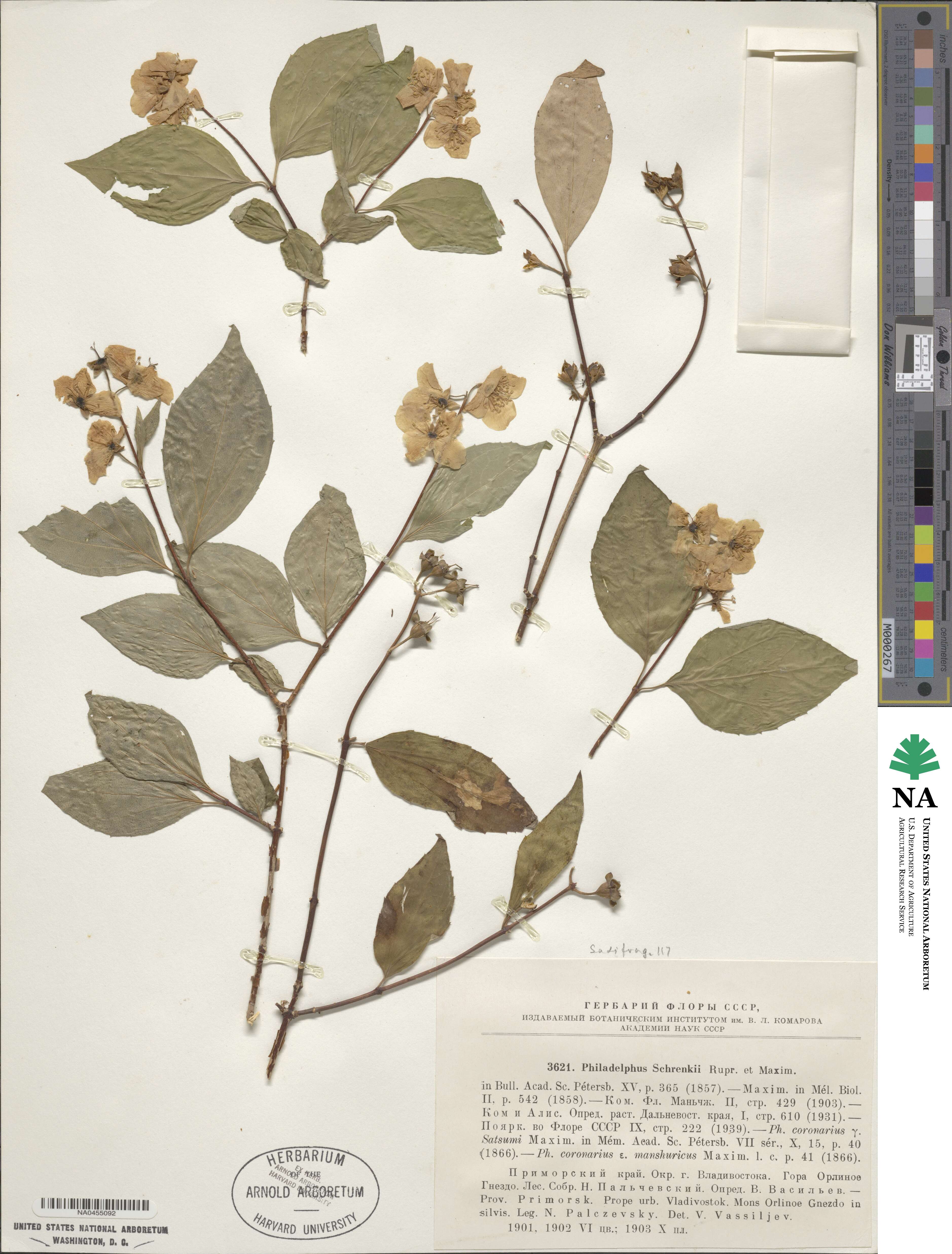 Philadelphus schrenkii image