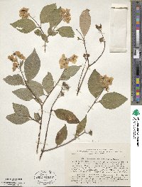 Philadelphus schrenkii image