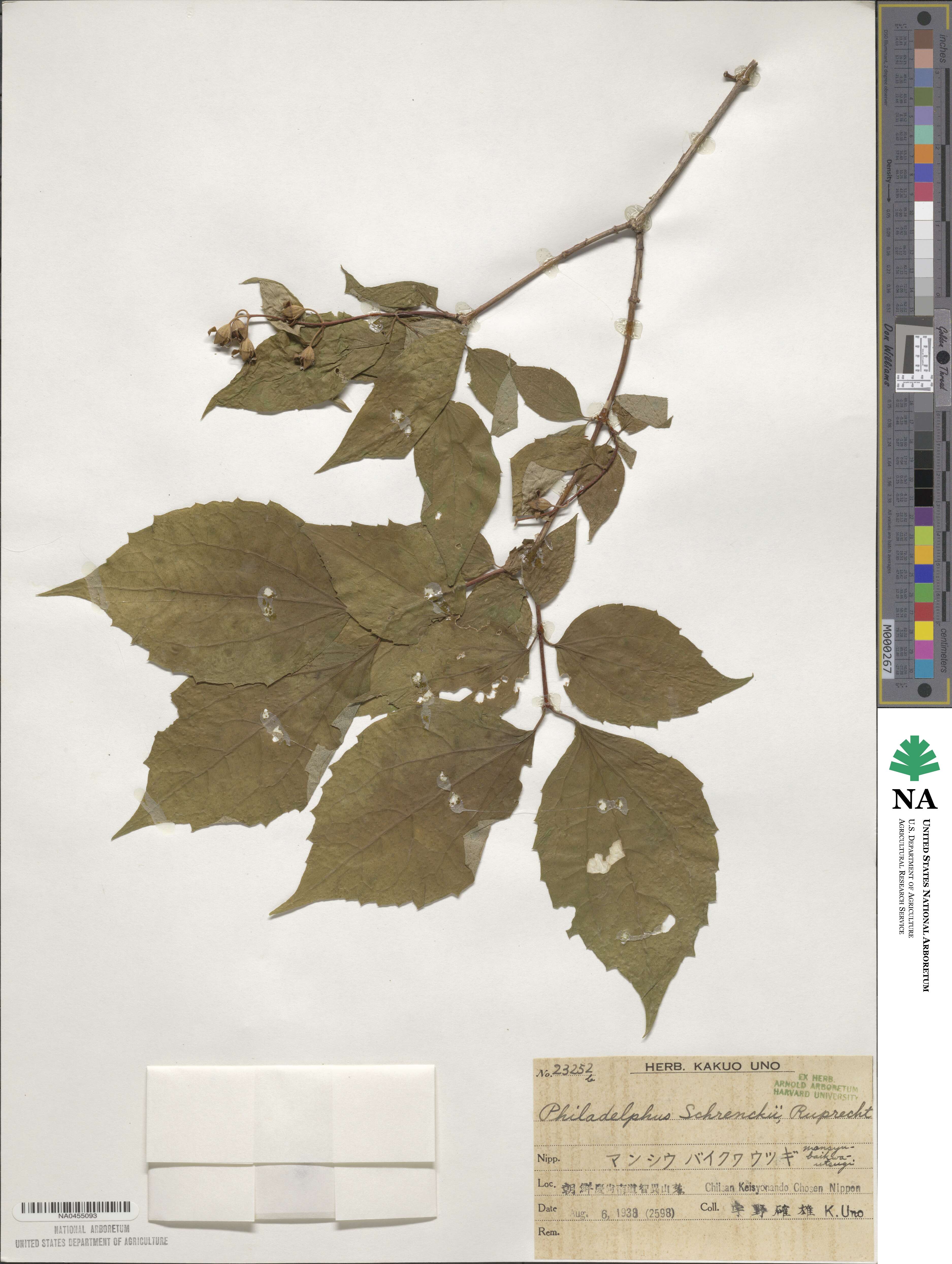 Philadelphus schrenkii image