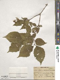 Philadelphus schrenkii image