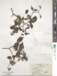 Philadelphus sericanthus image