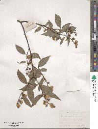 Philadelphus sericanthus image