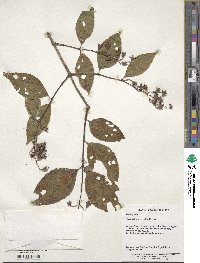 Philadelphus sericanthus image