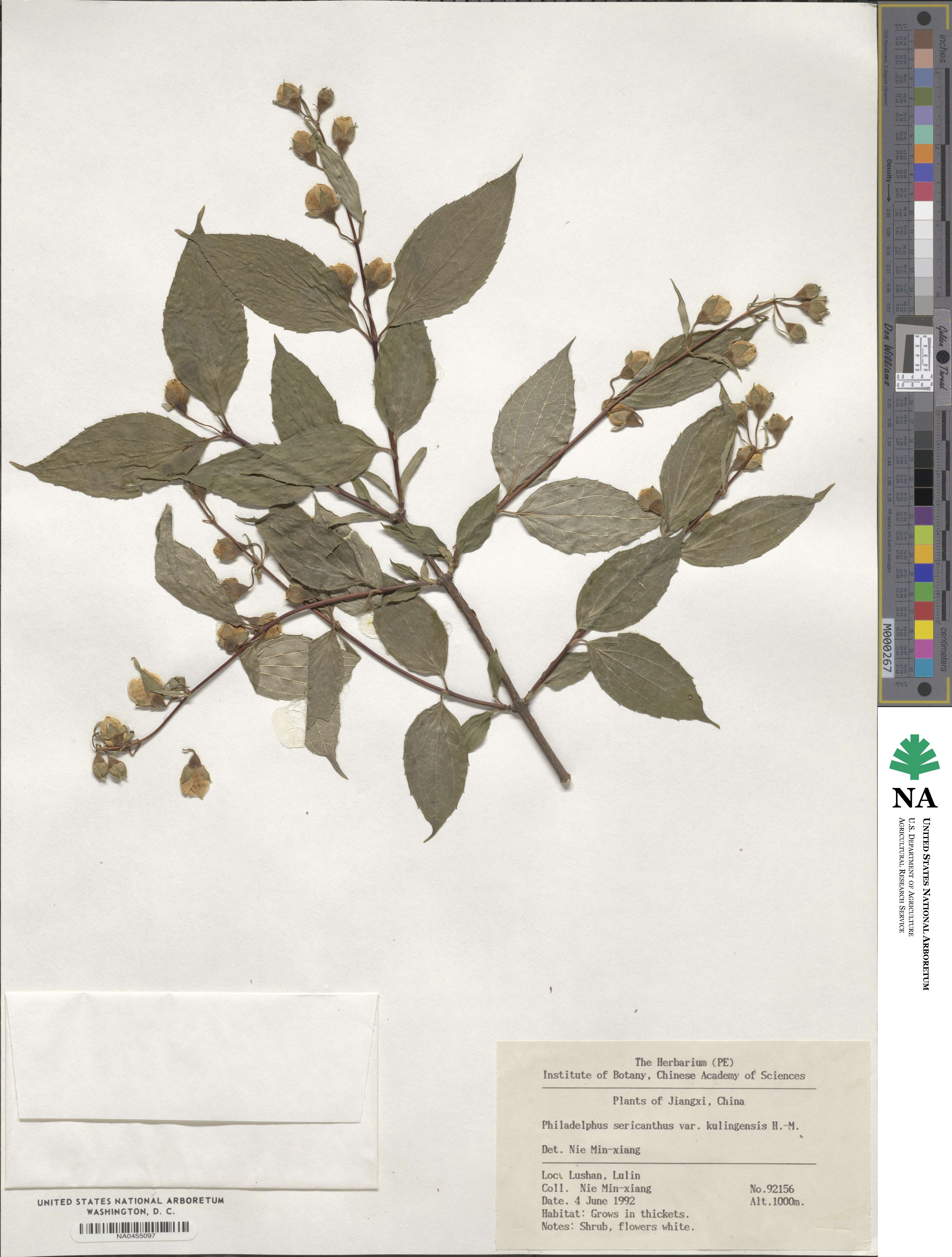 Philadelphus sericanthus image