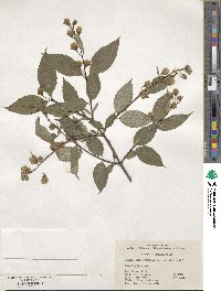 Philadelphus sericanthus var. kulingensis image