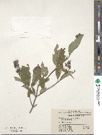 Philadelphus sericanthus image