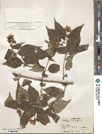 Philadelphus tomentosus image