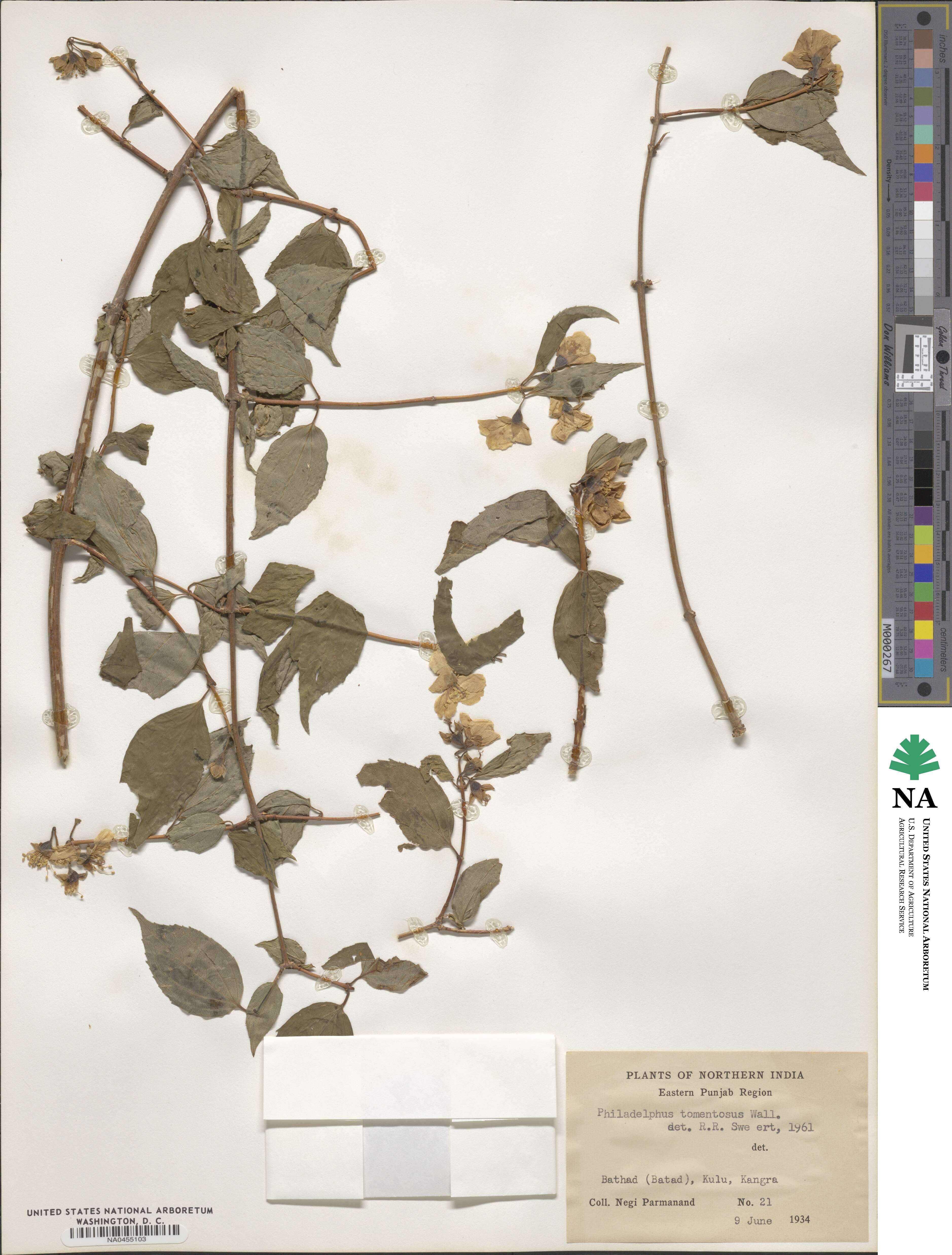 Philadelphus tomentosus image