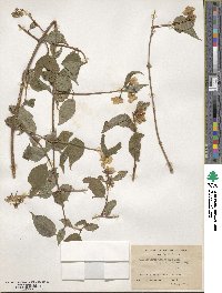 Philadelphus tomentosus image