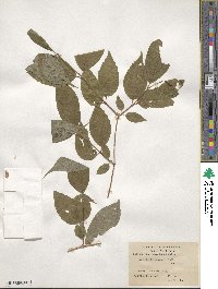 Philadelphus tomentosus image