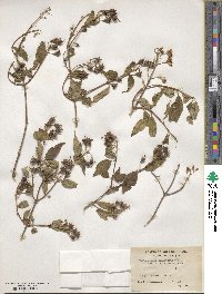 Philadelphus tomentosus image