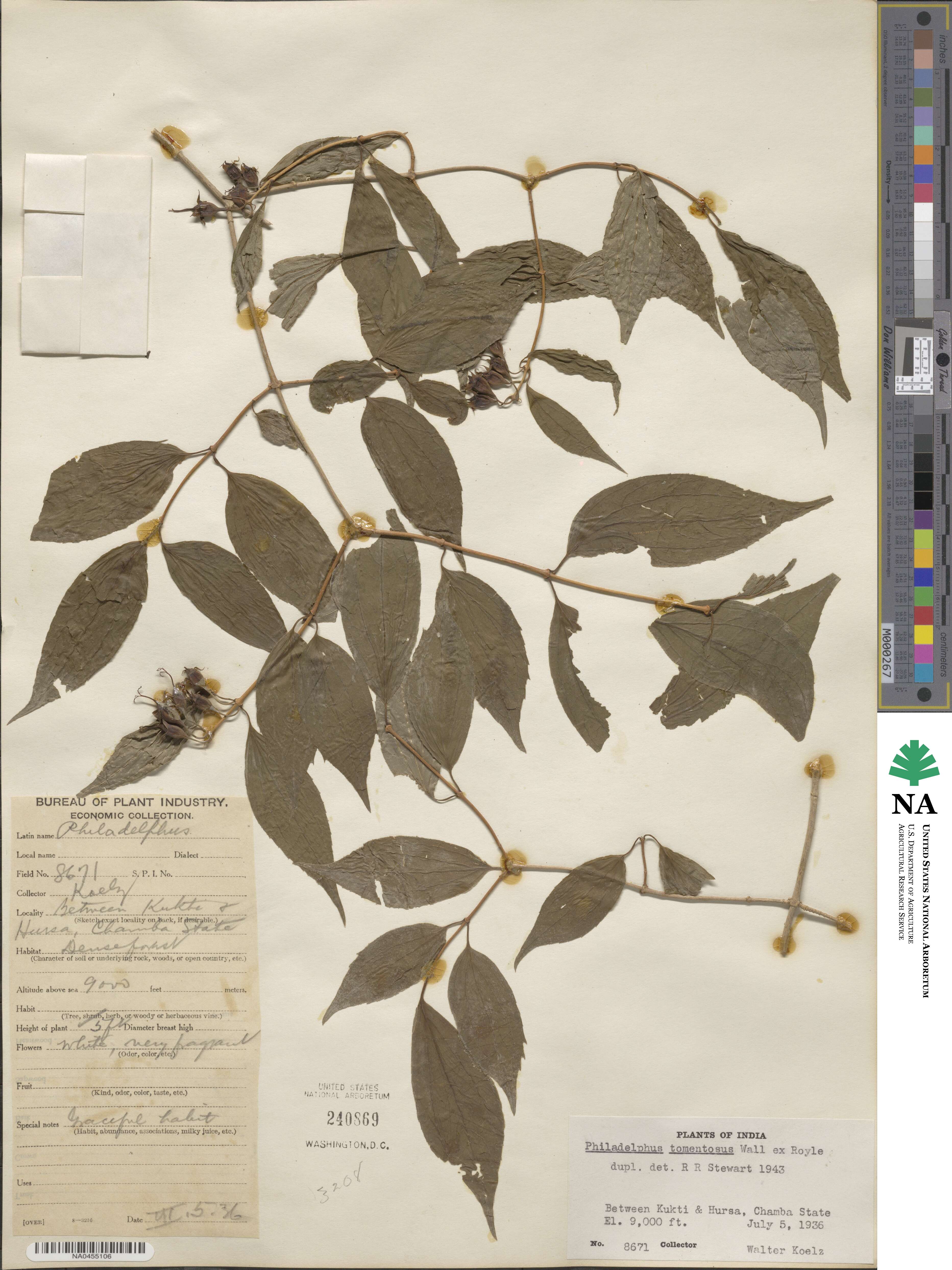 Philadelphus tomentosus image