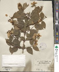 Philadelphus coronarius image