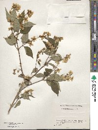 Philadelphus coronarius image