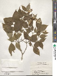 Philadelphus coronarius image