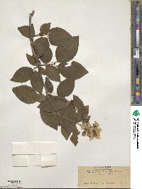 Philadelphus coronarius image